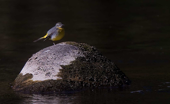 Grey Wagtail