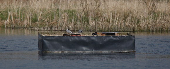 Common Terns; Staveley YWT