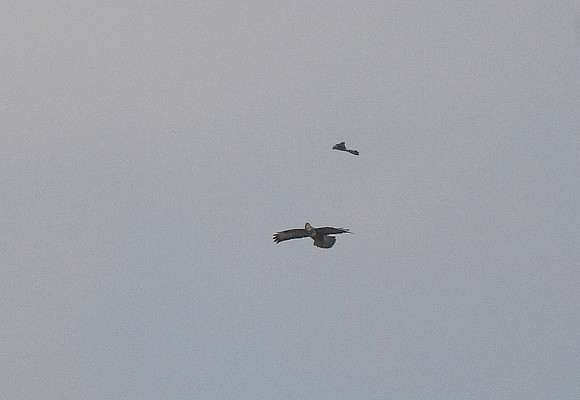 Buzzard & Kestrel