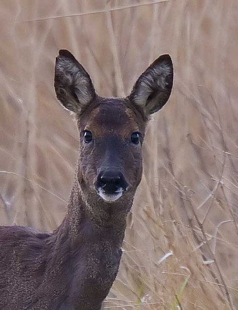 Roe Deer: Blacktoft