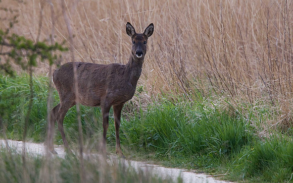 Roe Deer: Blacktoft