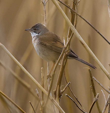 Whitethroat