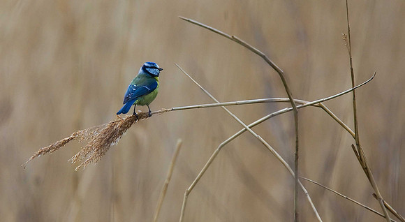 Blue Tit