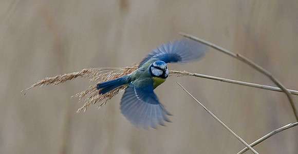 Blue Tit