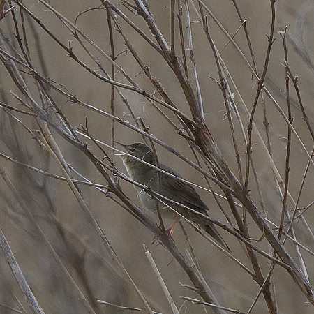 Grasshopper Warbler