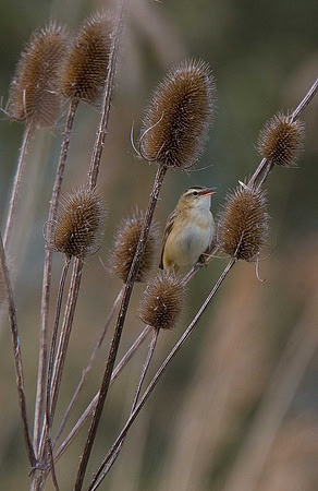 Sedge Warbler