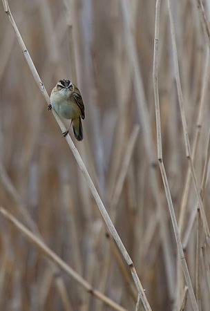 Sedge Warbler