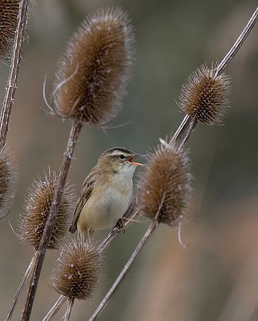 Sedge Warbler