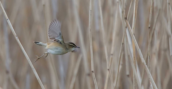 Sedge Warbler