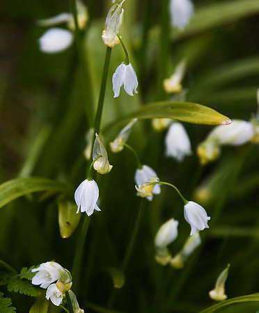 Few-flowered Leek Allium paradoxum