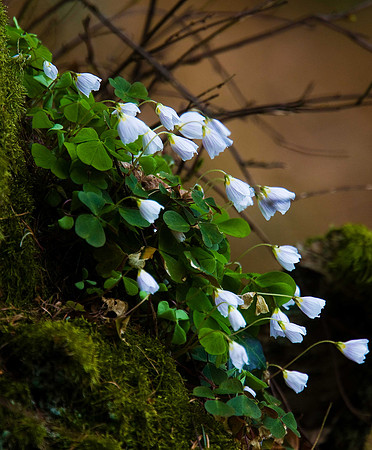 Wood Sorrel Oxalis acetosella