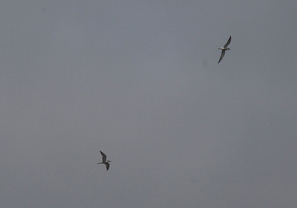 Common Terns