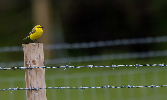 Yellow Wagtail