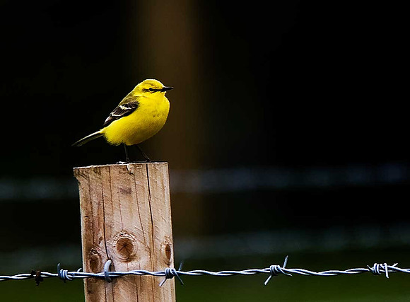 Yellow Wagtail