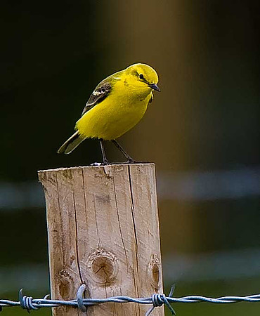 Yellow Wagtail