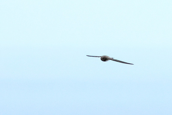 Alpine Swift
