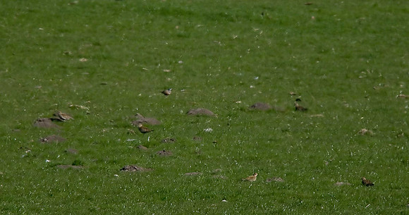 Dotterel