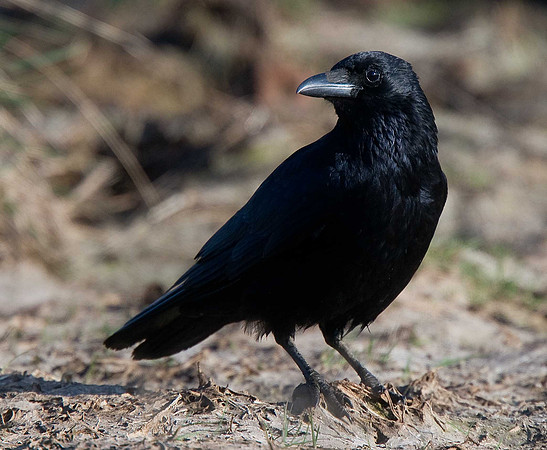 Crow