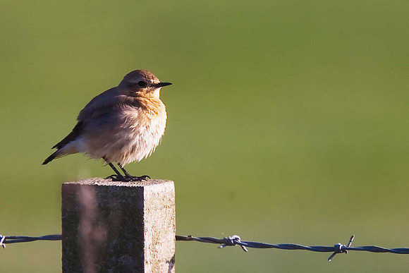 Whinchat