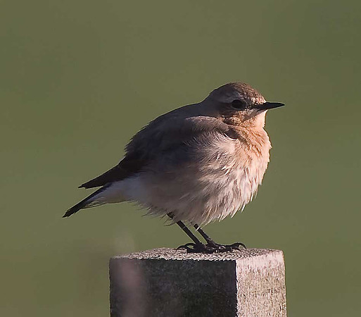 Whinchat