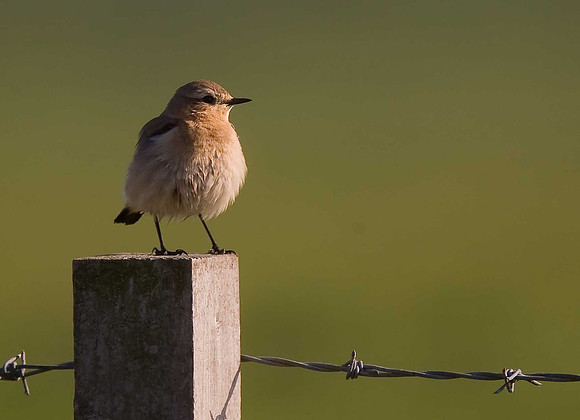 Whinchat