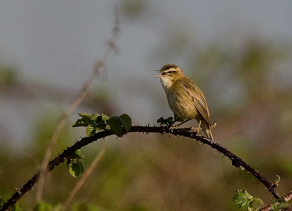 Sedge Warbler