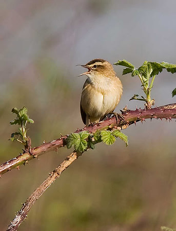 Sedge Warbler