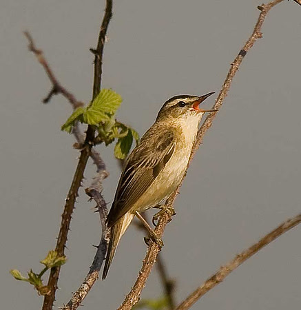 Sedge Warbler