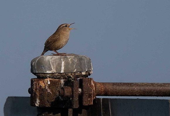 Wren