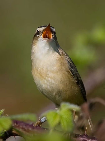 Sedge Warbler