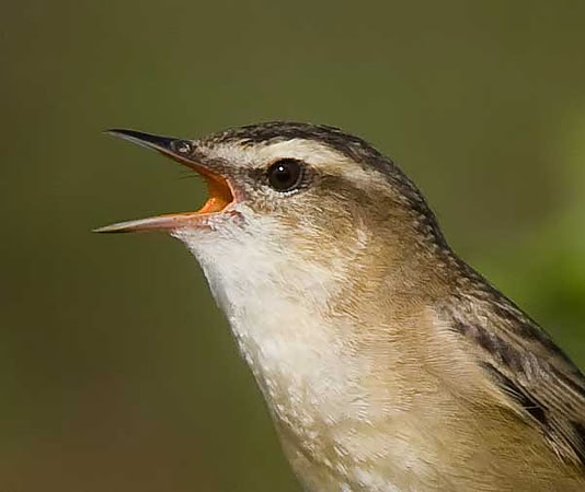 Sedge Warbler