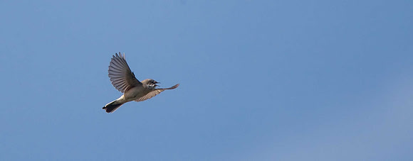 Whitethroat