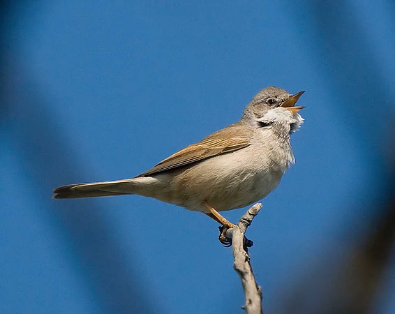 Whitethroat