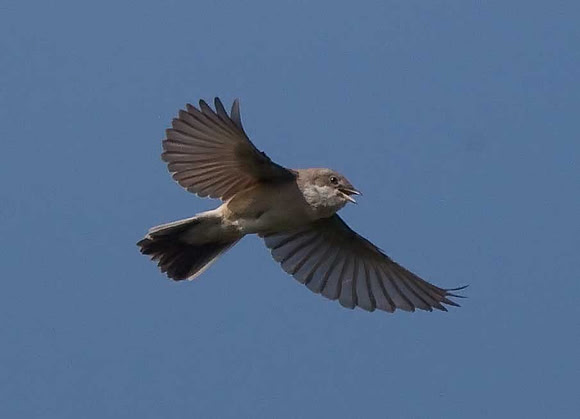 Whitethroat