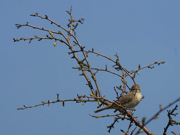 Willow Warbler