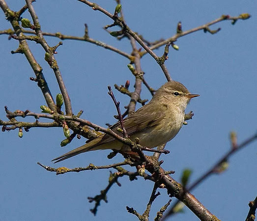 Willow Warbler