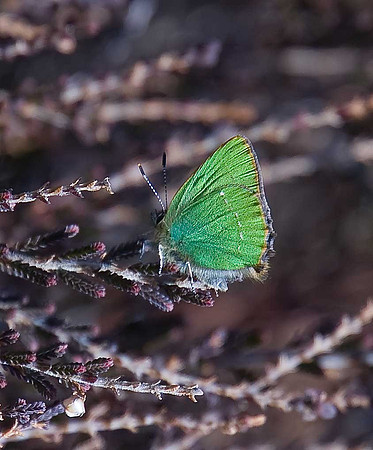 Green Hairstreak