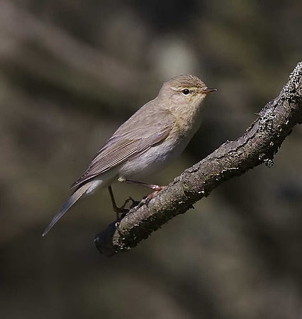 Willow Warbler