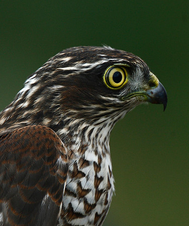 Sparrowhawk