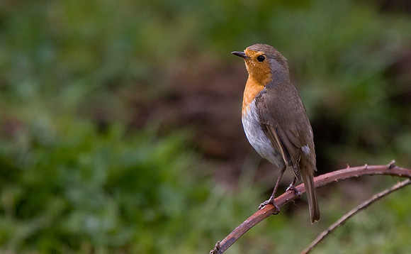 Robin