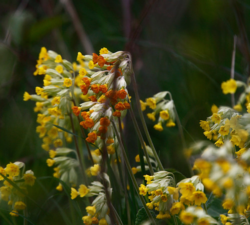Orange Cowslips