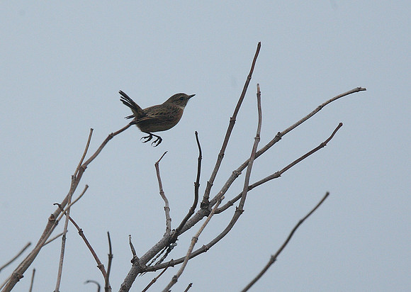Stonechat