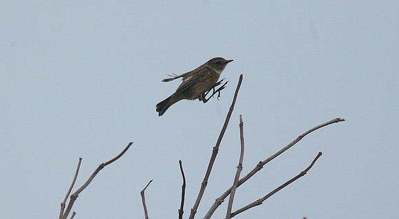 Stonechat