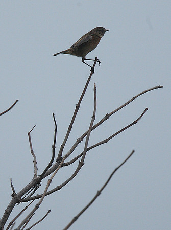 Stonechat