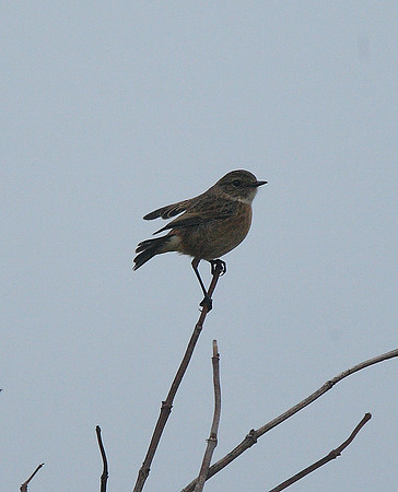 Stonechat
