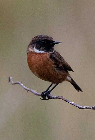 Stonechat