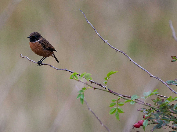 Stonechat