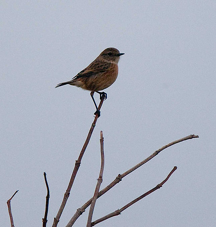 Stonechat