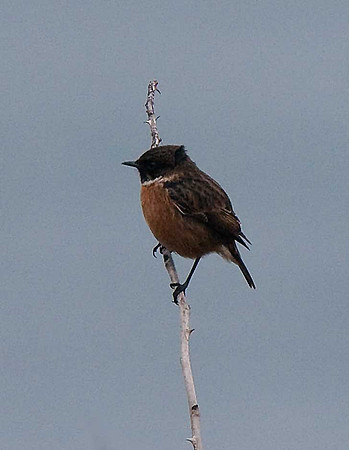 Stonechat