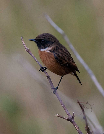 Stonechat